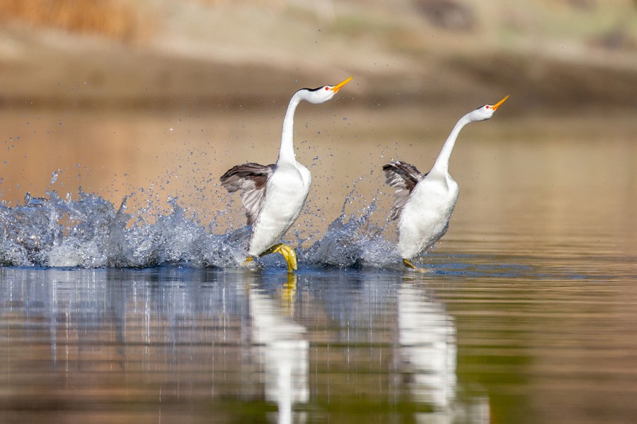 A pair of courting grebes rush along the surface of a lake, splashing with their heads held high.