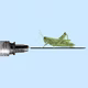 a grasshopper waits on a vaccine syringe