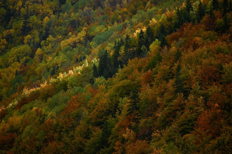 A hillside covered with green and fall-colored foliage.