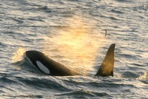 An Orca whale emerges from the water