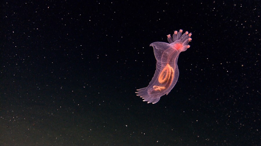 Images of the Ocean Blue: Photographs From NOAA - The Atlantic