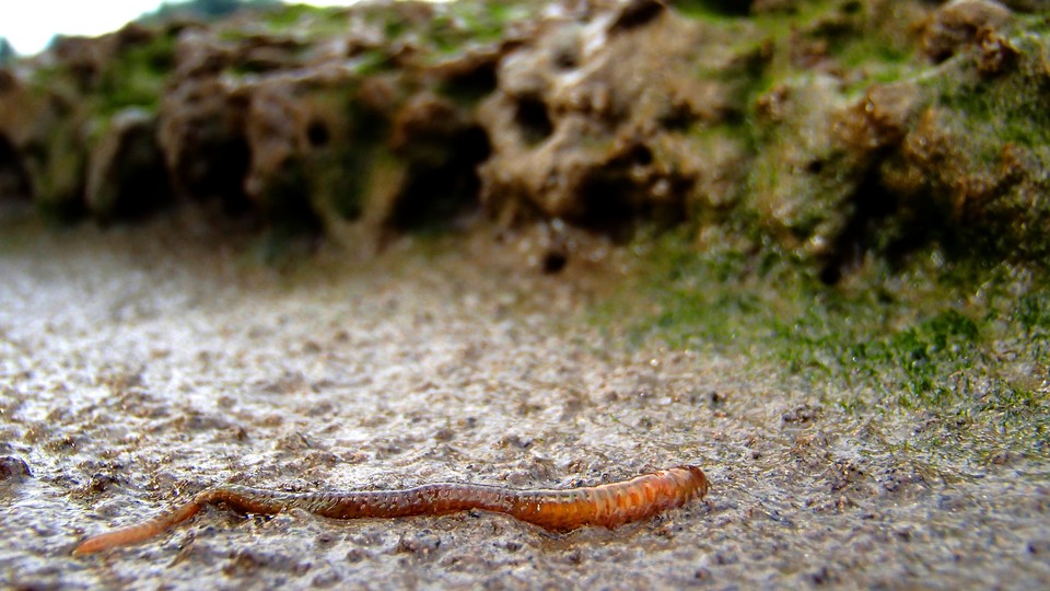 The Ragworm May Be the Ocean's Secret Gardener - The Atlantic