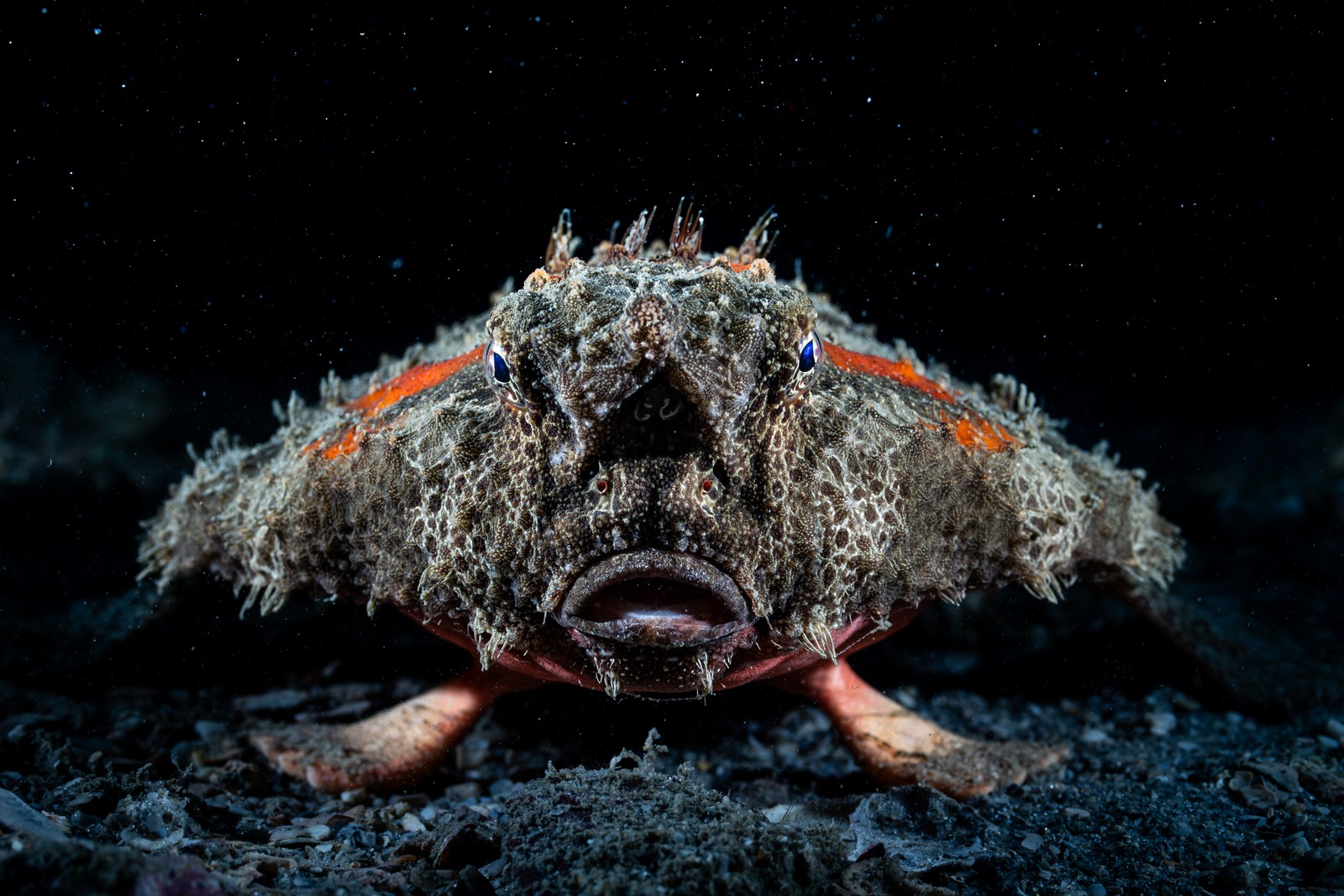 A close view of an unusual fish with foot-like fins resting on the ocean floor.