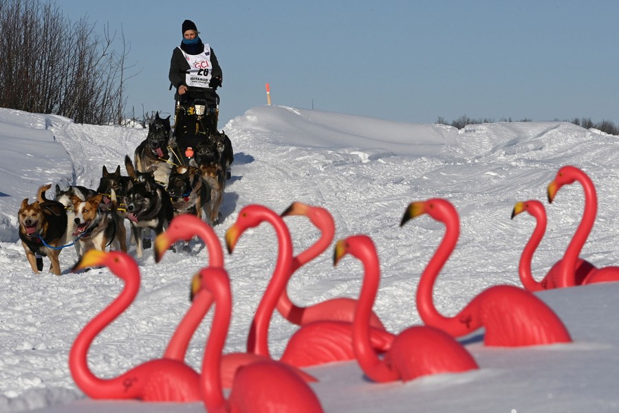 Dogs pull a sled on a snowy trail past a small collection of plastic pink flamingoes.