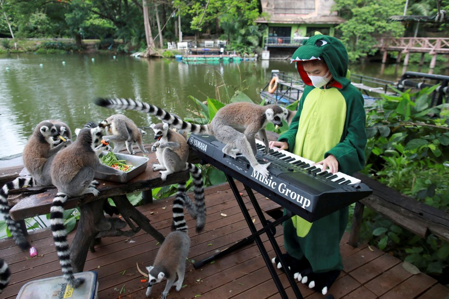 A half-dozen lemurs feed and play while a child wearing a dragon costume plays music on a keyboard.