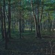 photo of forest trees with green grass and pine needles and blue sky in background