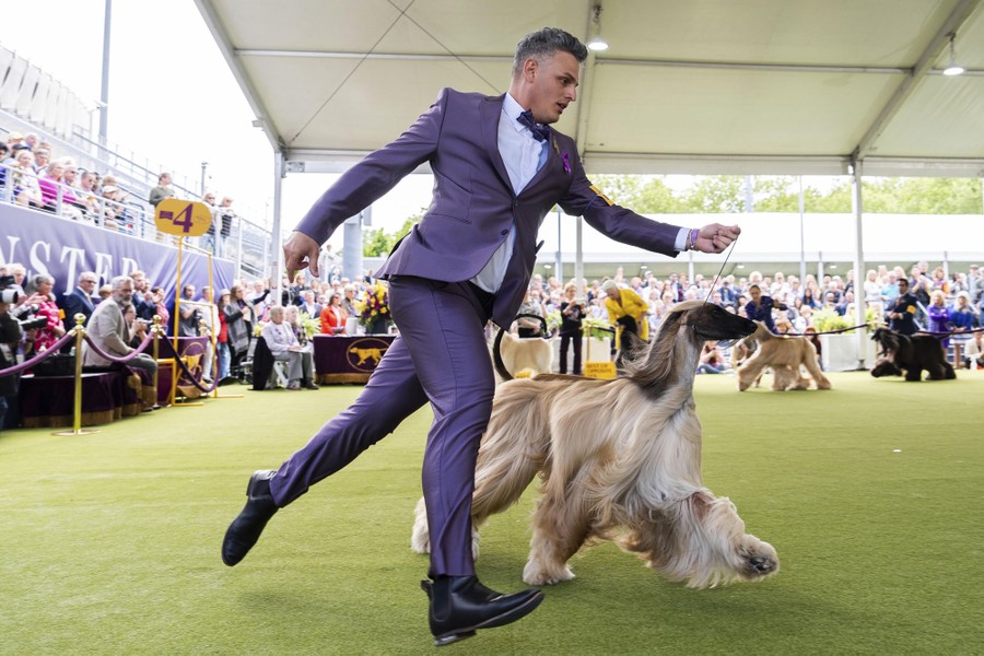 A person runs beside an Afghan hound in front of judges and an audience.