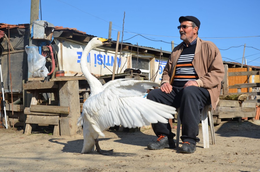 A large swan stands and flaps its wings near its companion, a man sitting on a chair.