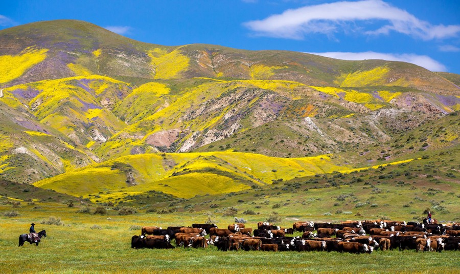 A rancher on horseback herds cows past a flower-covered hillside.