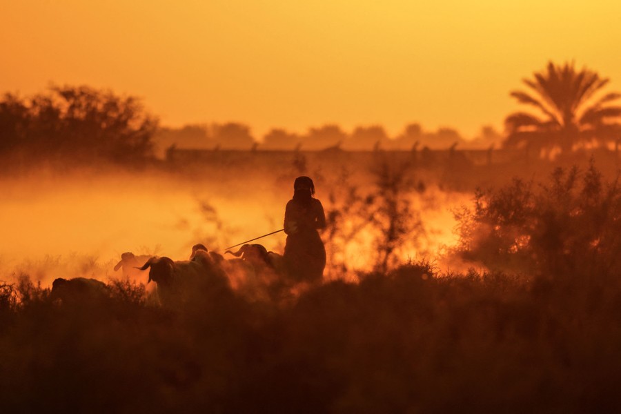 A shepherd, in silhouette, returns home with her flock at sunset.