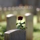 A red rose grows next to a headstone in a cemetery.