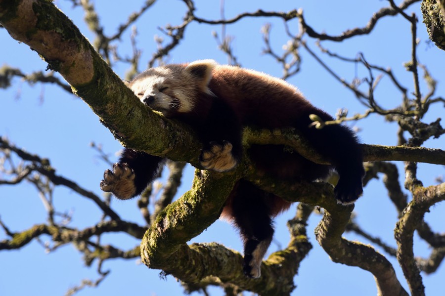 A red panda rests on a tree branch.