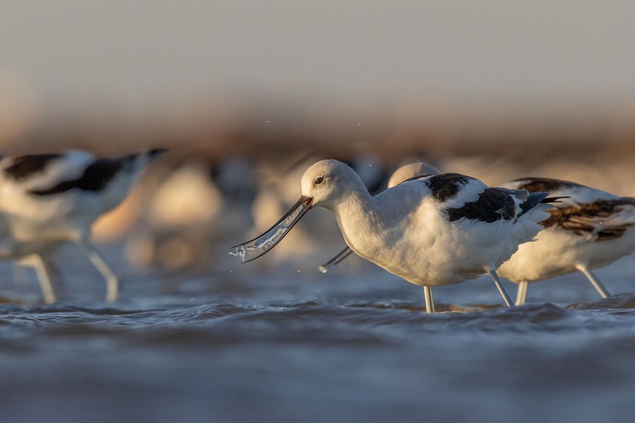 Wading birds feed in the shallow surf.