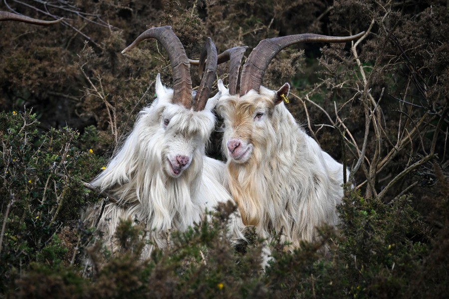 Two goats stand side by side among shrubs.