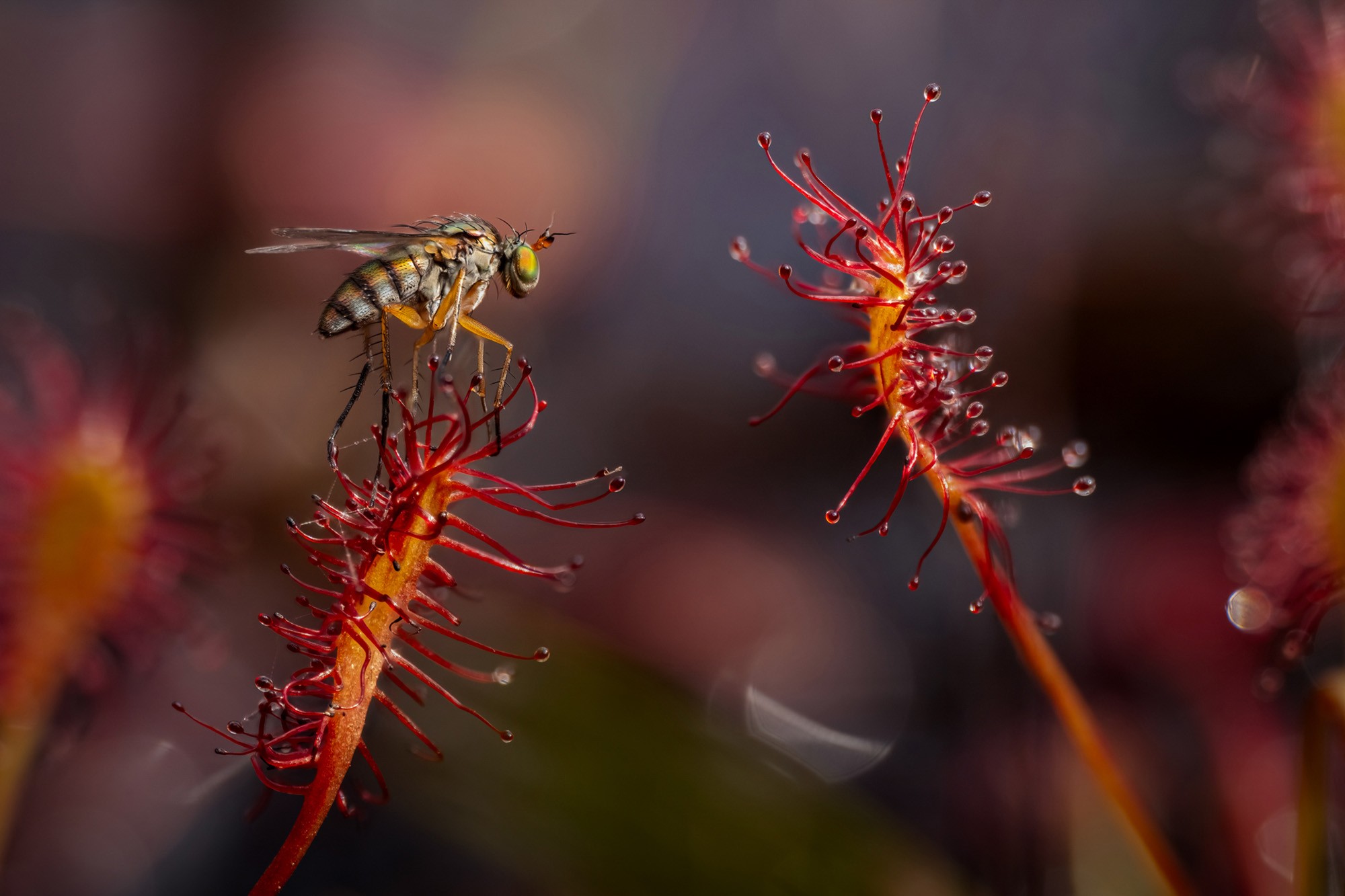 A small fly, stuck on one of two carnivorous plants with sticky blobs on tiny stalks