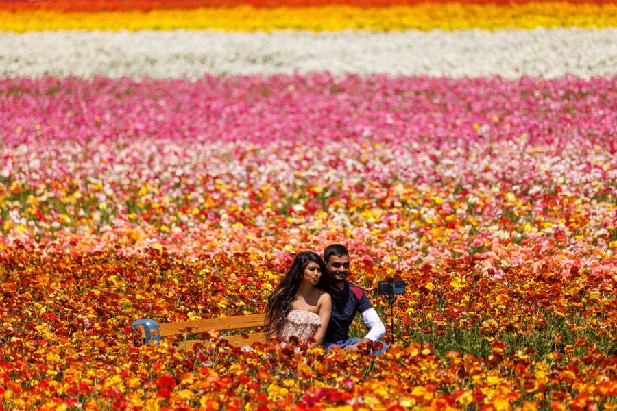 A couple takes a selfie in a huge field of flowers.