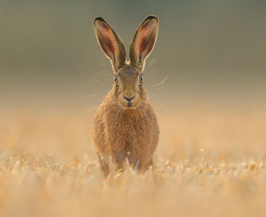 A close view of a hare in a field, facing the camera