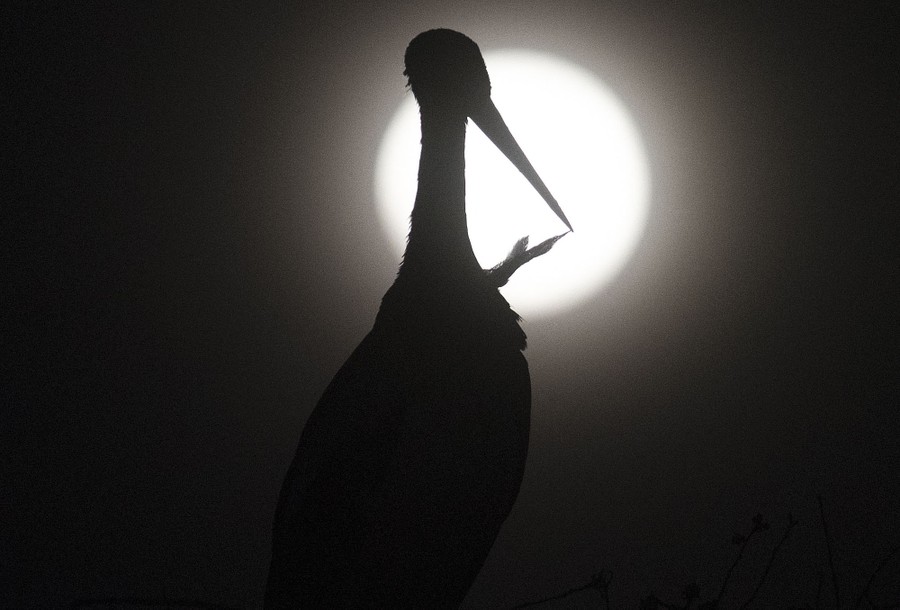 The silhouette of a stork in front of a full moon