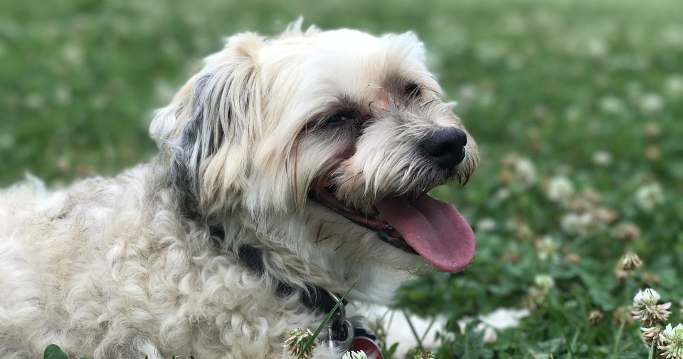 How Did Shaggy Dog Die