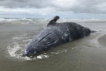 A beached whale