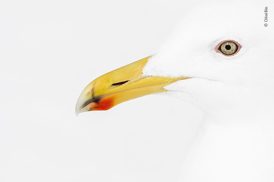 A close view of the face of a seagull, set against a white backdrop.