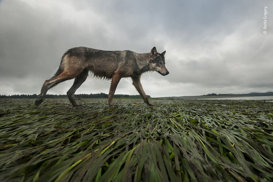 A wolf walks on flattened seagrass on a Shoreline.