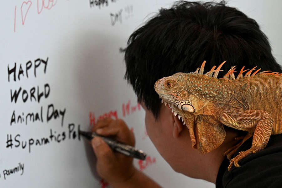 A person with an iguana on their shoulder writes on a dry-erase board under the words "Happy World Animal Day."