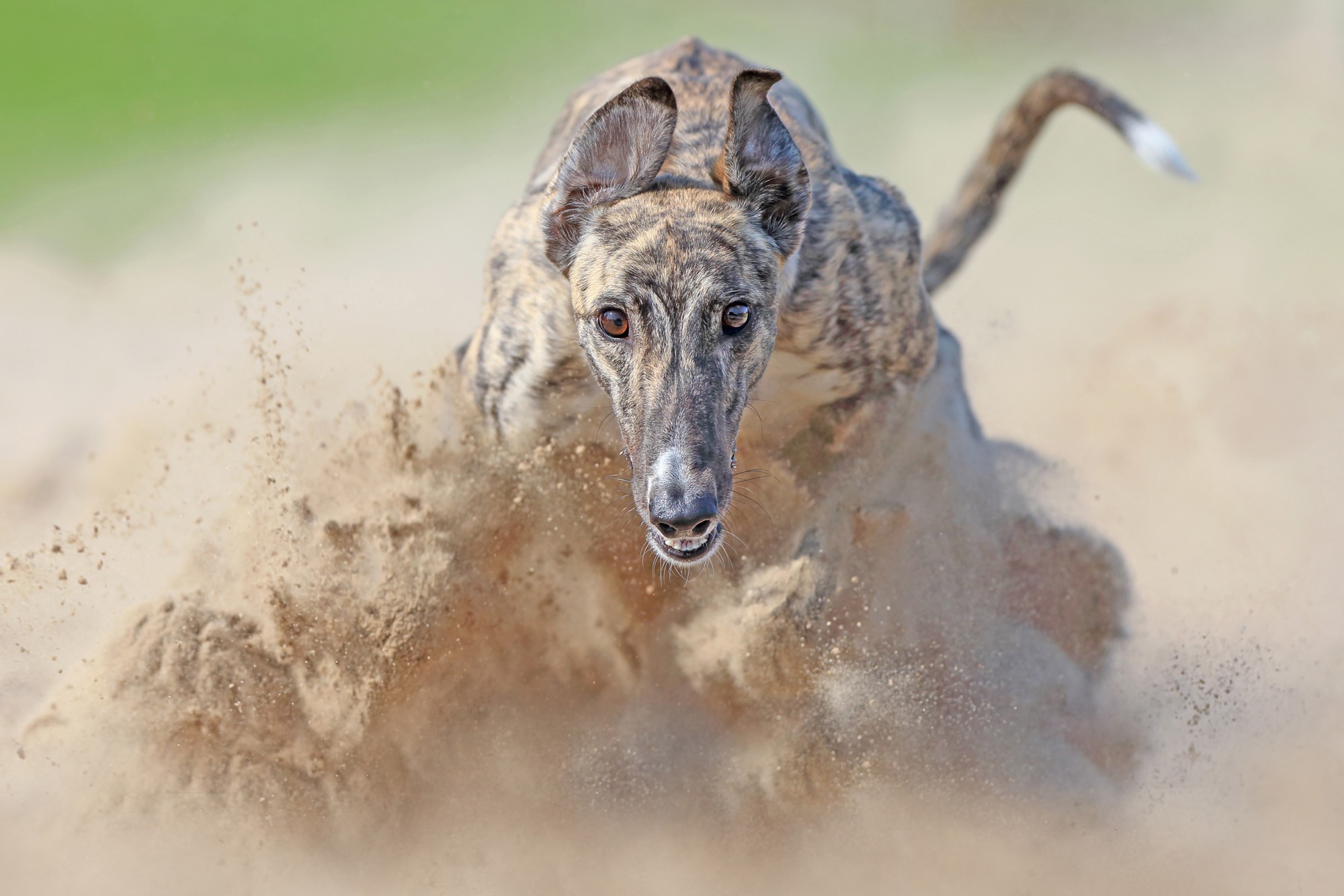 A head-on view of a greyhound running over sandy ground, kicking up dust and sand.