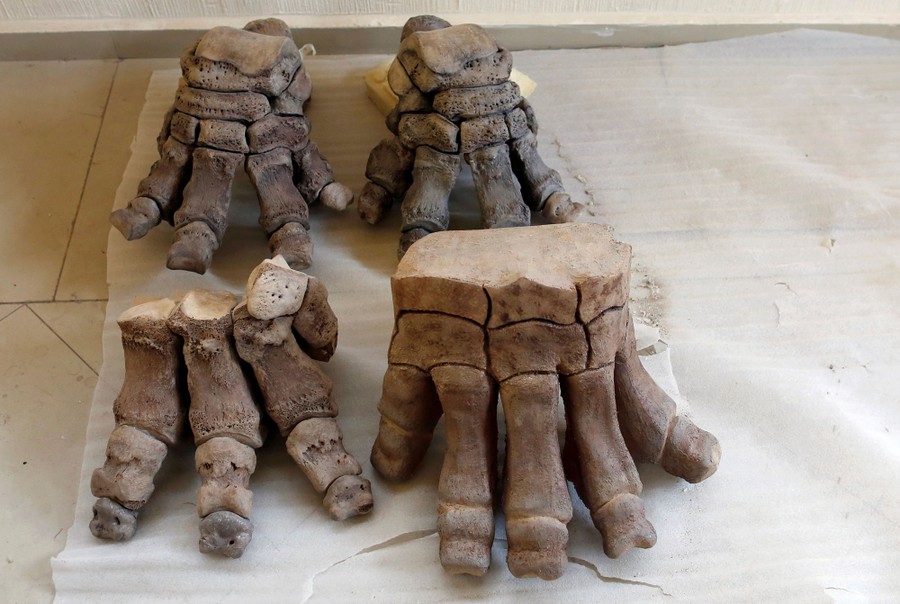 The remains of a mammoth (Mammuthus Columbi) are pictured in Tultepec, on the outskirts of Mexico City, on March 13, 2017.