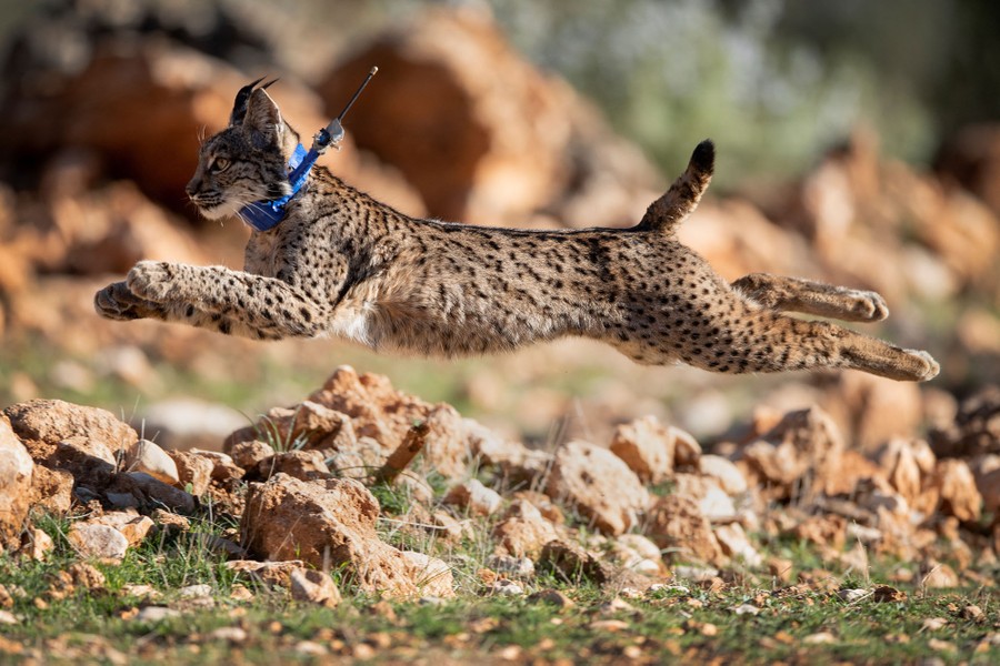 A collared lynx leaps while running.