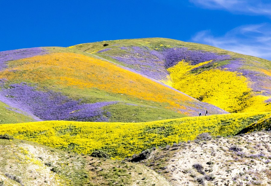 Blooming flowers cover a large, treeless hillside.