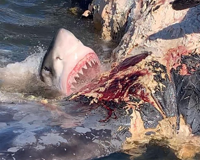 A shark eating a whale carcass