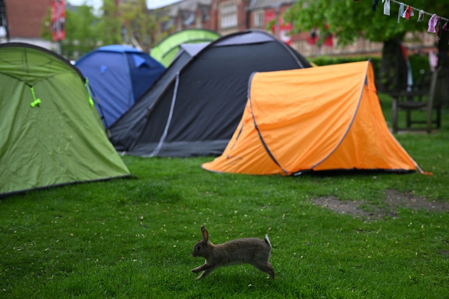 A rabbit makes its way past tents in a grassy field.