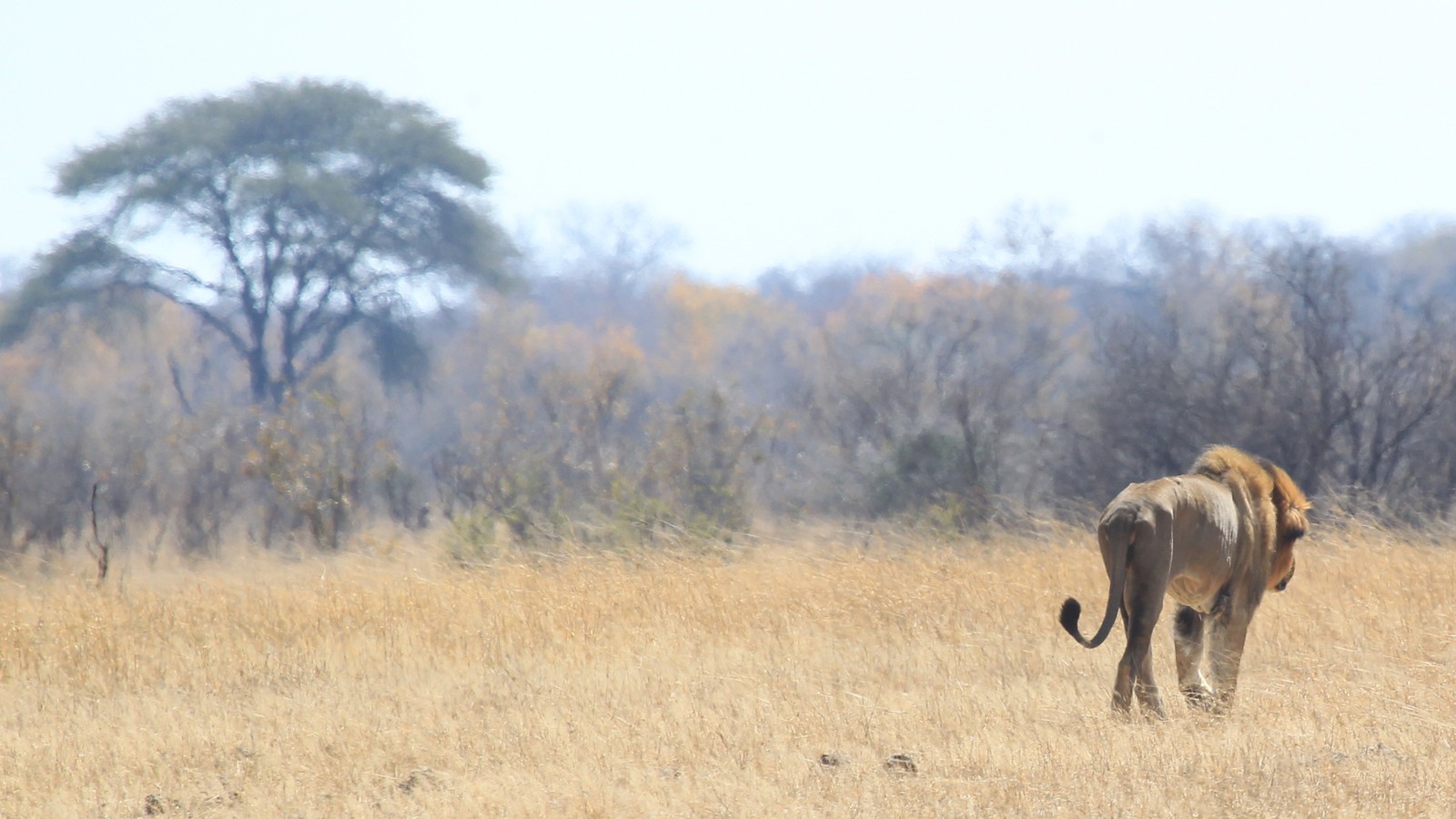 An Interview With the Man Who Killed Cecil the Lion - The ...