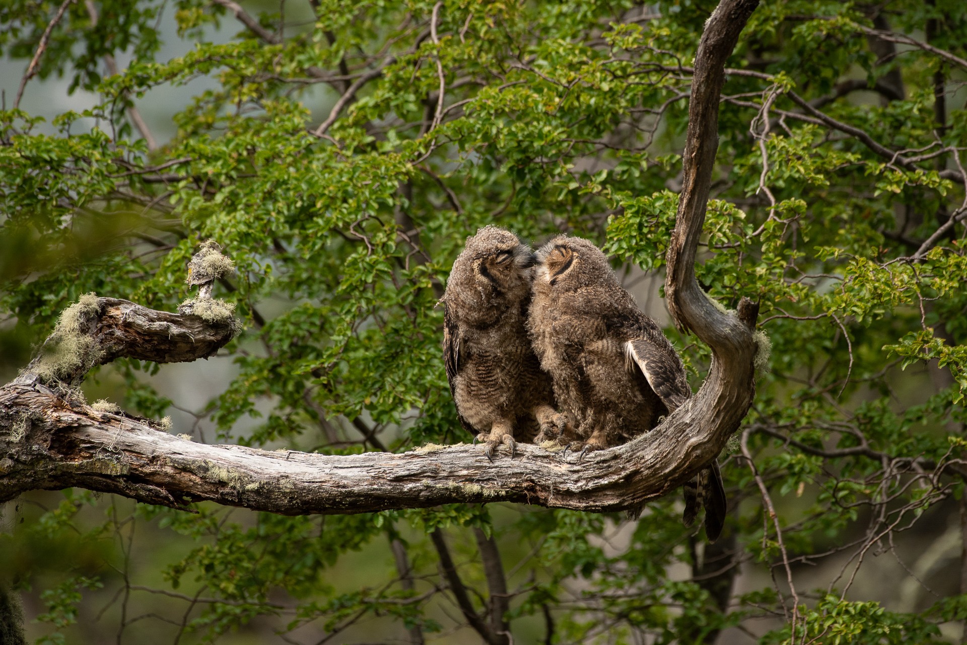 A pair of owls preen while perched on a branch.