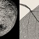 Photo-illustration of black-and-white closeup image of moon with craters next to black-and-white image of a leaf's veins.