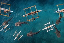 An aerial view of people swimming and paddling small outriggers among five whale sharks