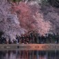People take pictures among cherry blossoms beside a small reservoir.