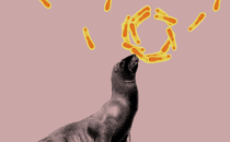 Illustration of a seal surrounded by TB bacteria