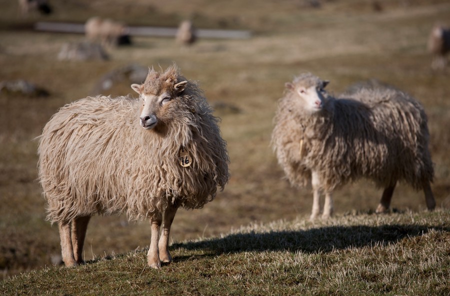 A Trip To The Faroe Islands - The Atlantic