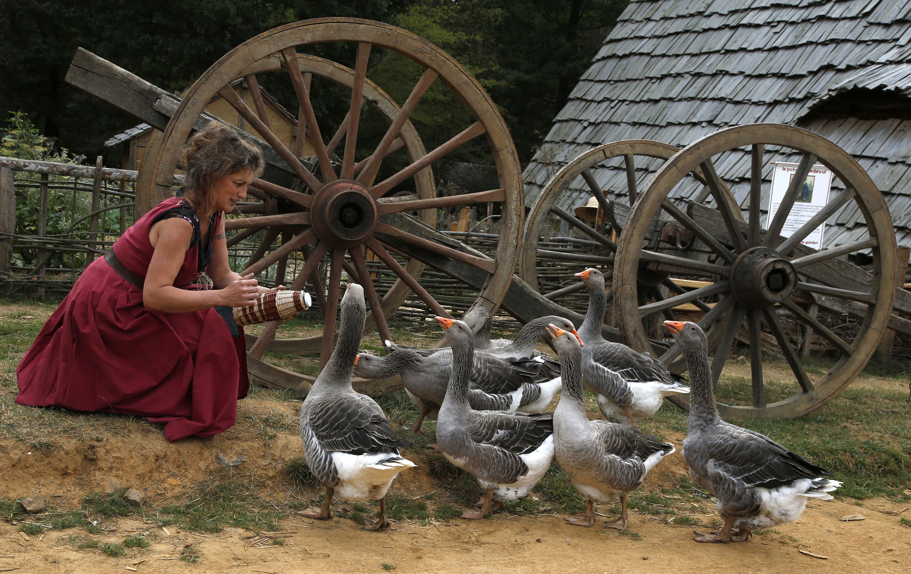 A woman plays with geese beside a medieval-era cart.