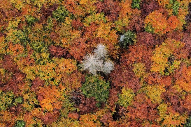 An aerial view of autumn-colored trees, surrounding a small stand of dead trees that were destroyed by a bark-beetle infestation and drought, near Schierke, Germany, on October 23, 2022