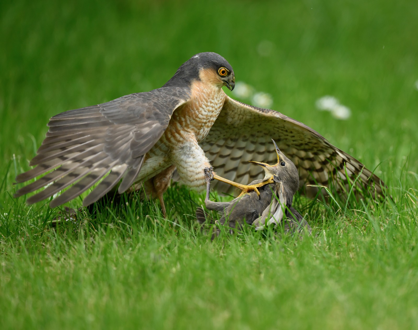 A sparrowhawk pins a young starling to the ground, in a grassy field.