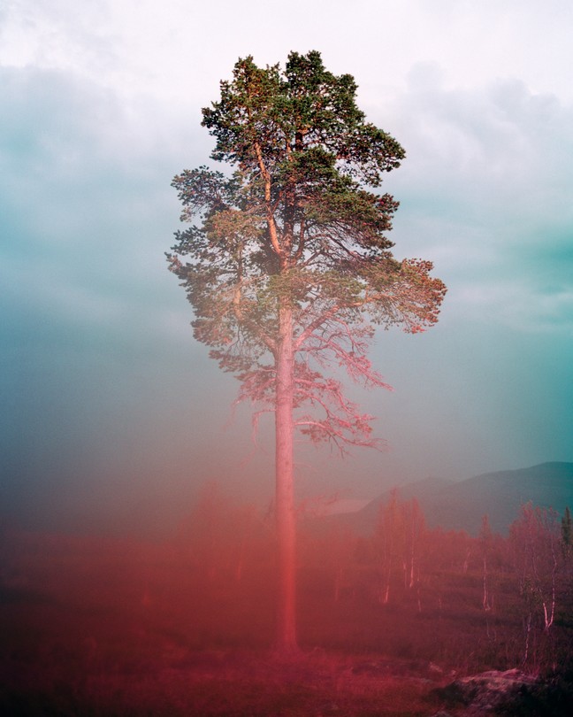 a tall thin tree against a cloudy sky, with a pink haze on the lense