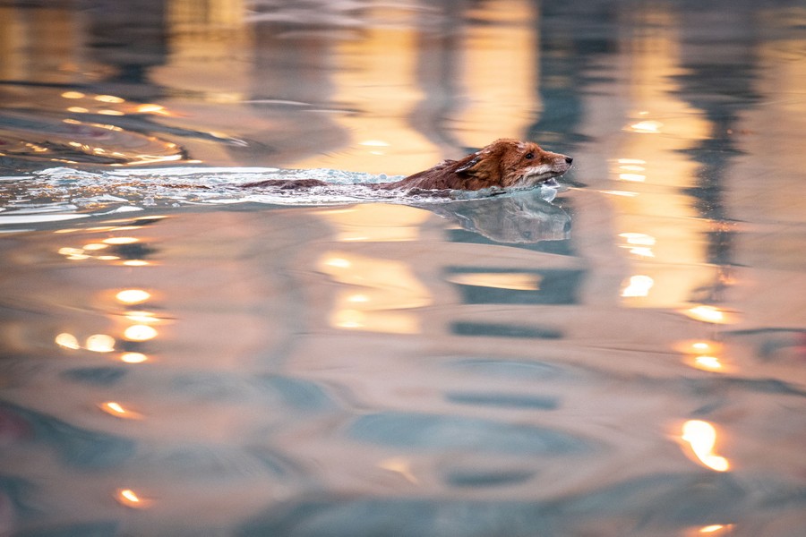 A fox swims through a fountain pool in a city square.