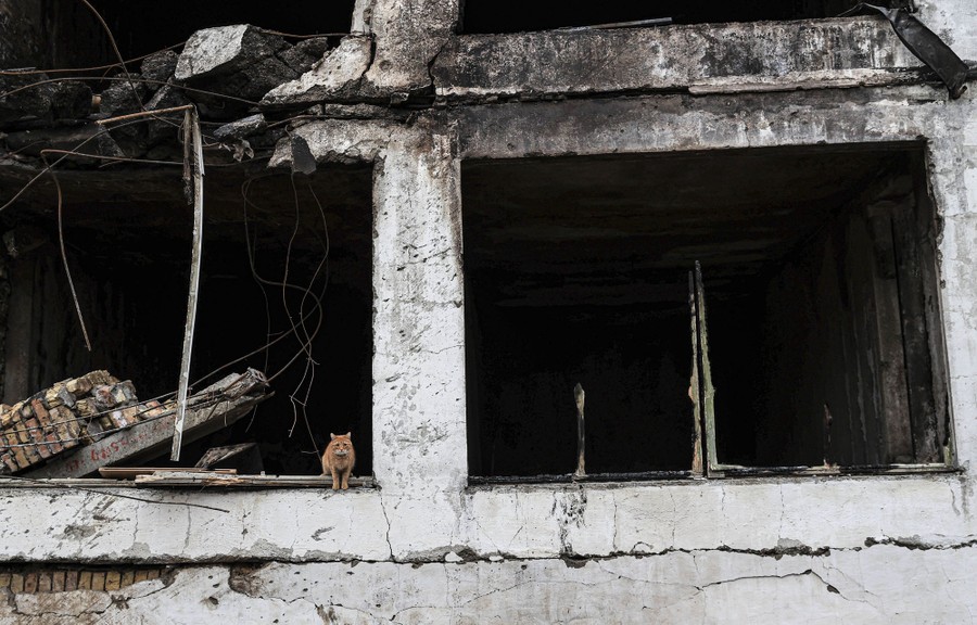 A cat is seen sitting in a window of a bombed-out building.