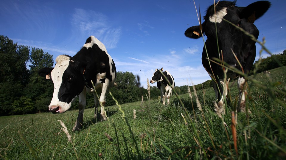 Holstein dairy cows grazing 