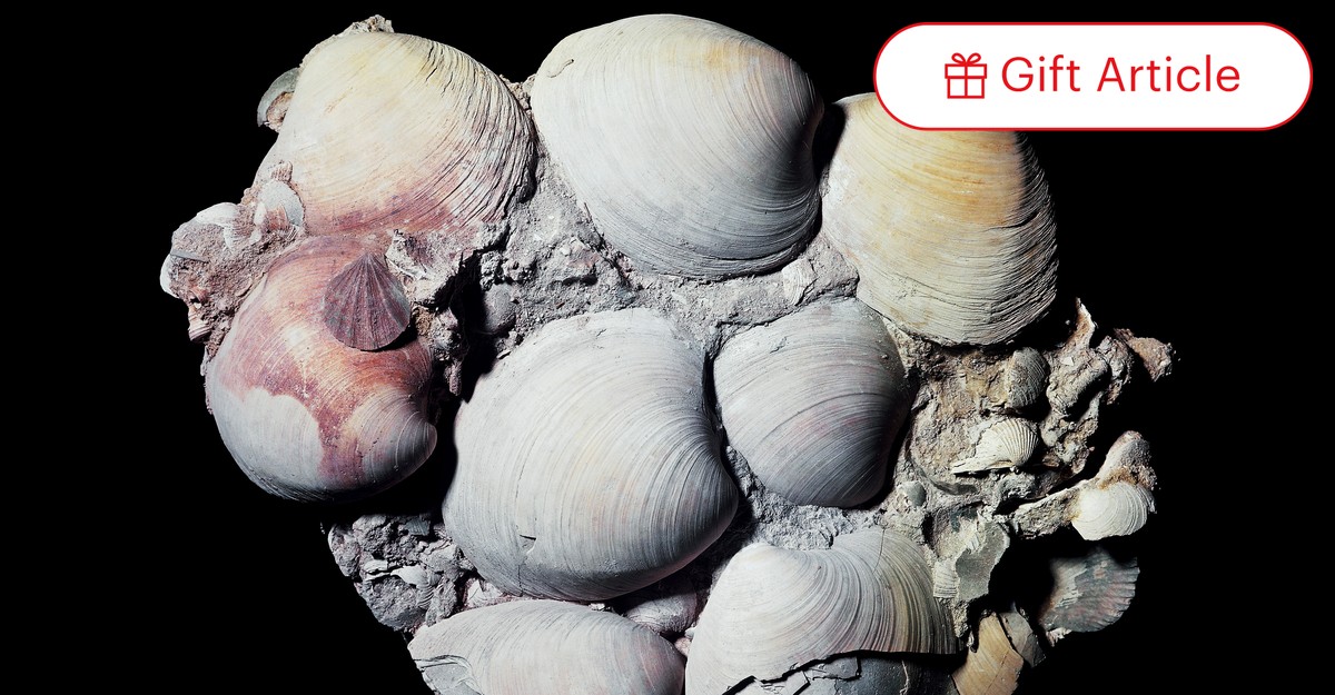 Clam body parts deals