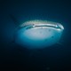 Close up of Whale Shark swimming up from the deep blue ocean.