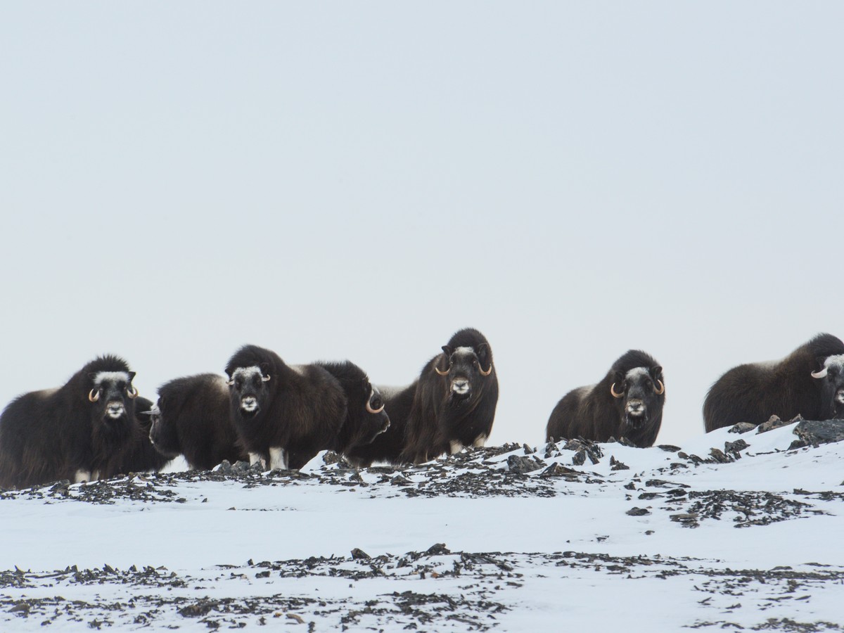 The Arctic's most populous mammal still a puzzle for researchers